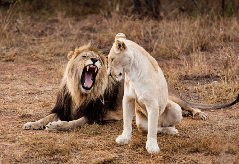 3 days Tanzania travel to Arusha, Tarangire and Lake Manyara National Parks