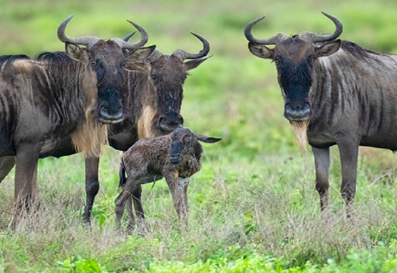 4 days Tanzania private Ndutu migration calving season Tanzania safari