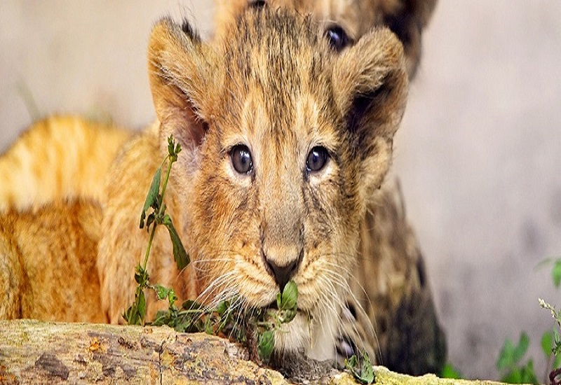 4 days tour group to Tarangire, Serengeti and Ngorongoro crater