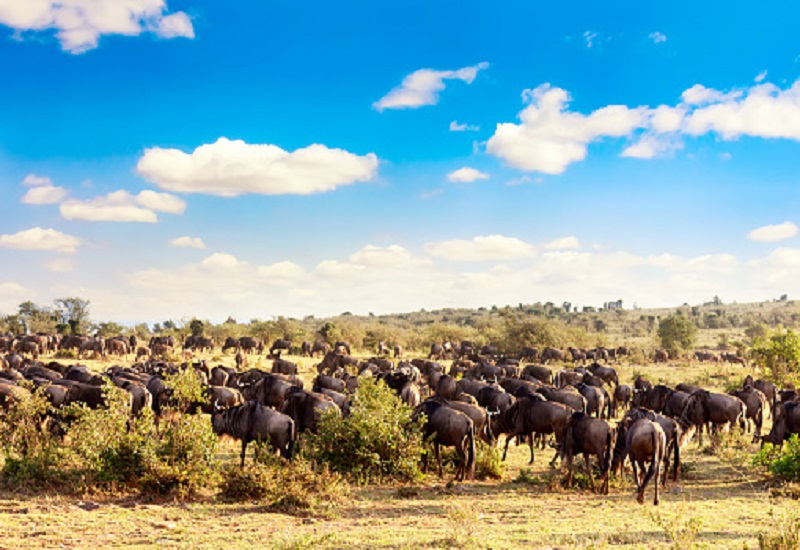 6 days big migration Tanzania safari