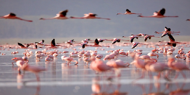 Tanzania day trips Safari