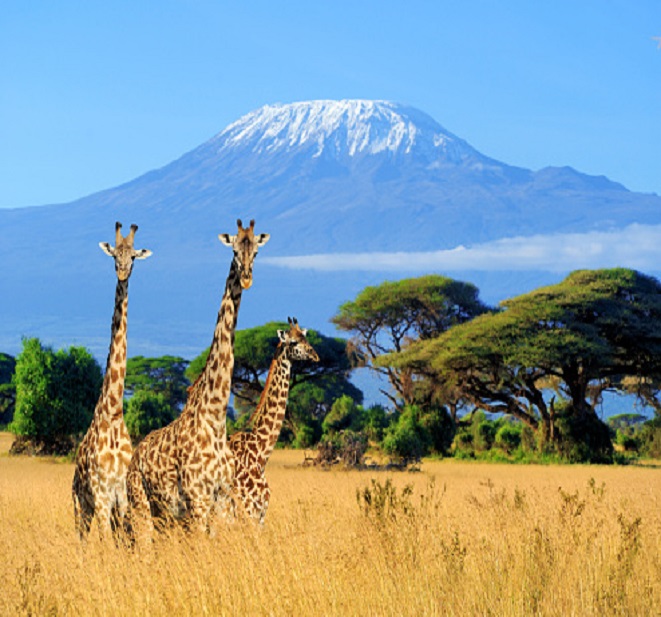 Best Kilimanjaro Hiking Tours