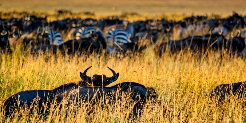 Tanzania day trips Safari