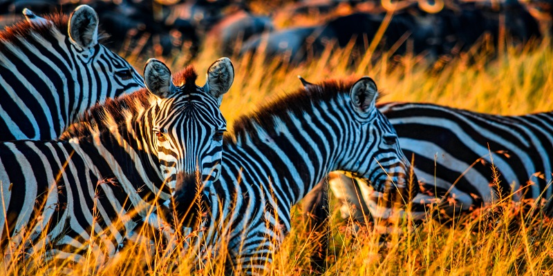 5 days Serengeti safari