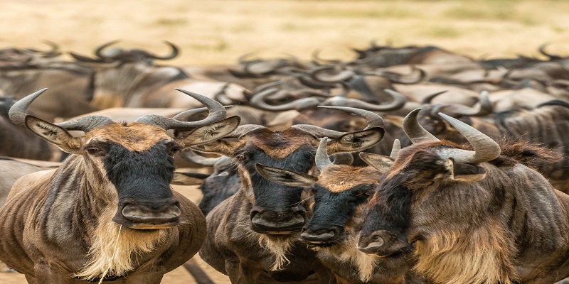 Tanzania day trips Safari