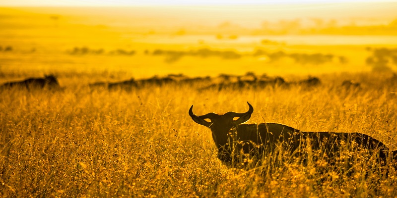 3 days Tanzania Safari Serengeti and Ngorongoro Crater trip