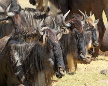  5-days-serengeti-maigration-green-season
