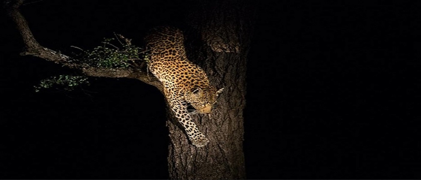 Night game drive in Lake Manyara National park