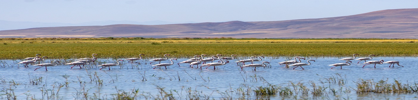 4 Days Private Ndutu Migration Safari Calving Season Tanzania