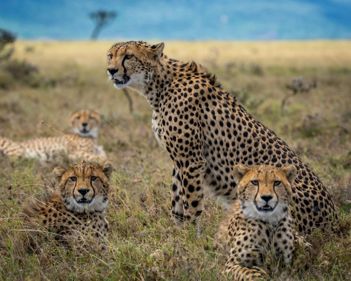 Amboseli National Park African safari deals