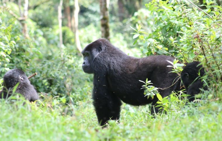 Bwindi Impenetrable Forest African safari deals