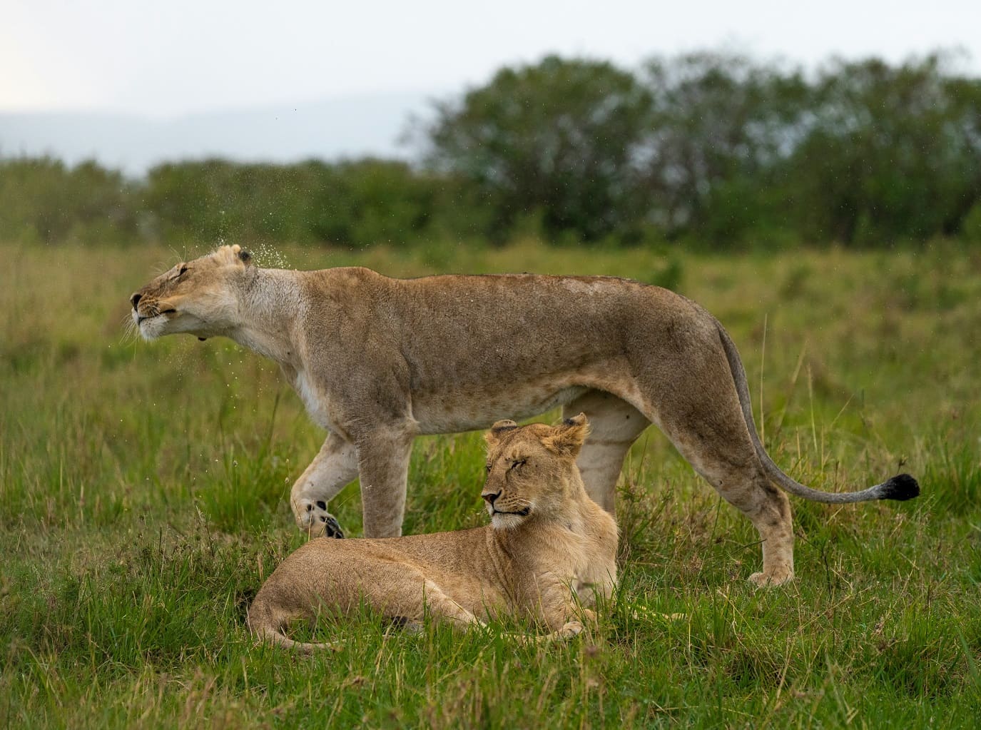 Masai Mara National Reserve African safari deals
