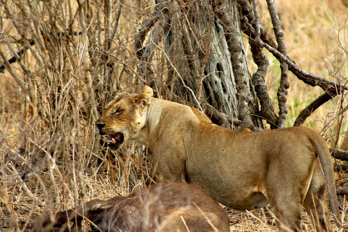 Mikumi National Park African safari deals