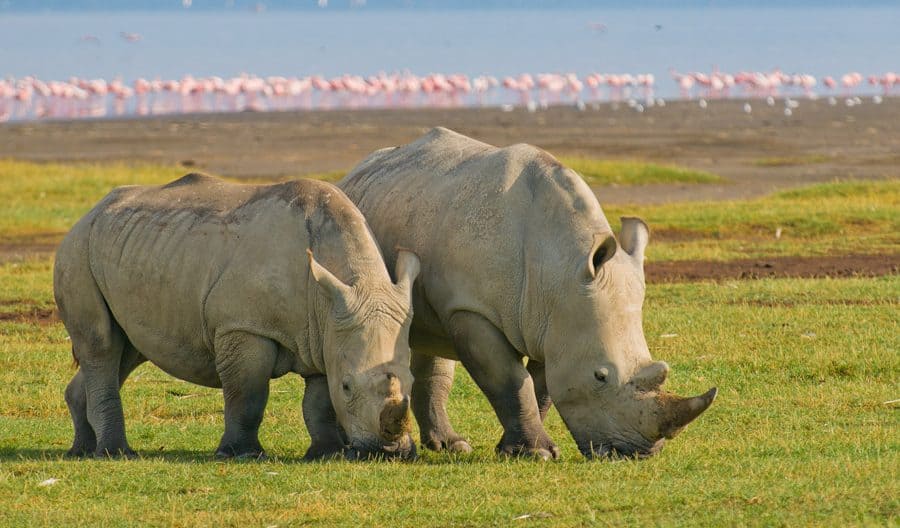 Lake Nakuru National Park African safari deals