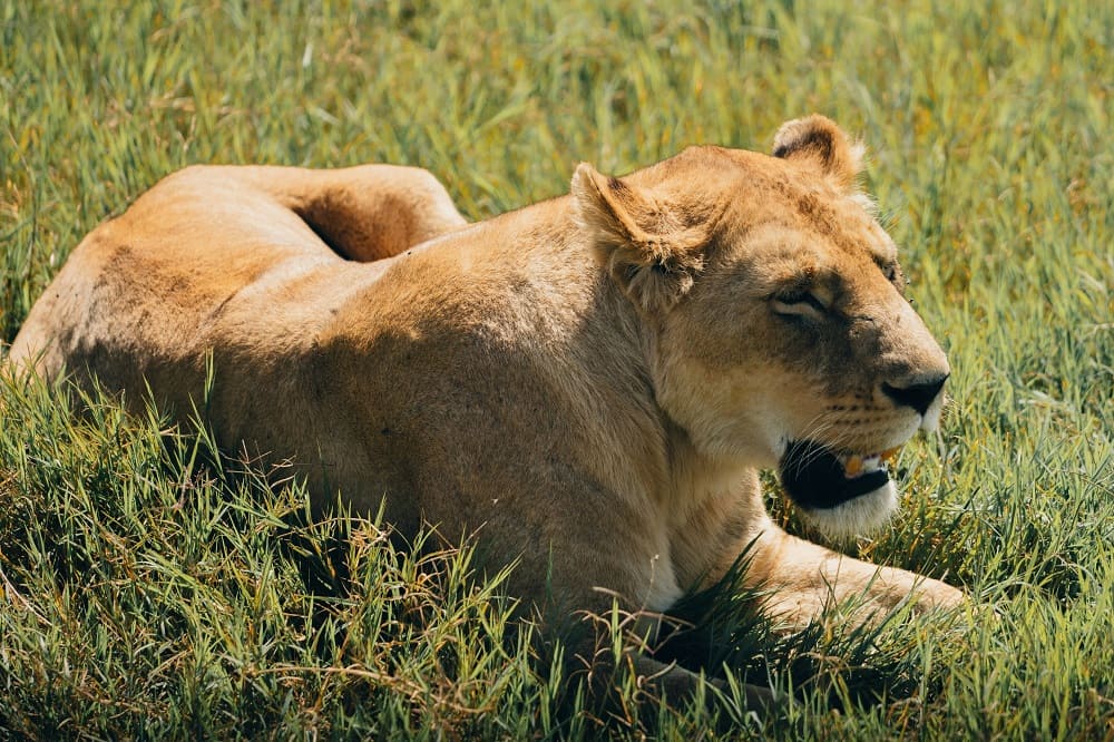 Ngorongoro Crater African safari deals