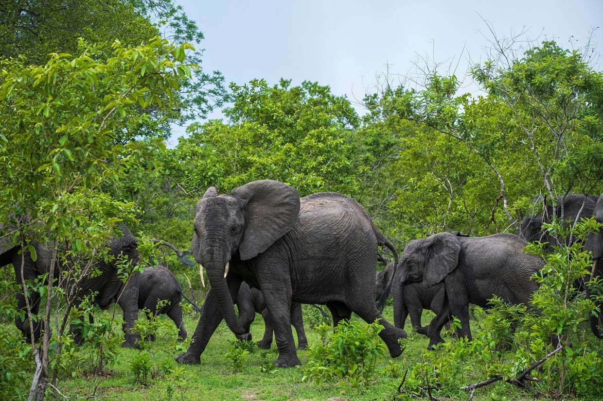 Nyerere National Park African safari deals