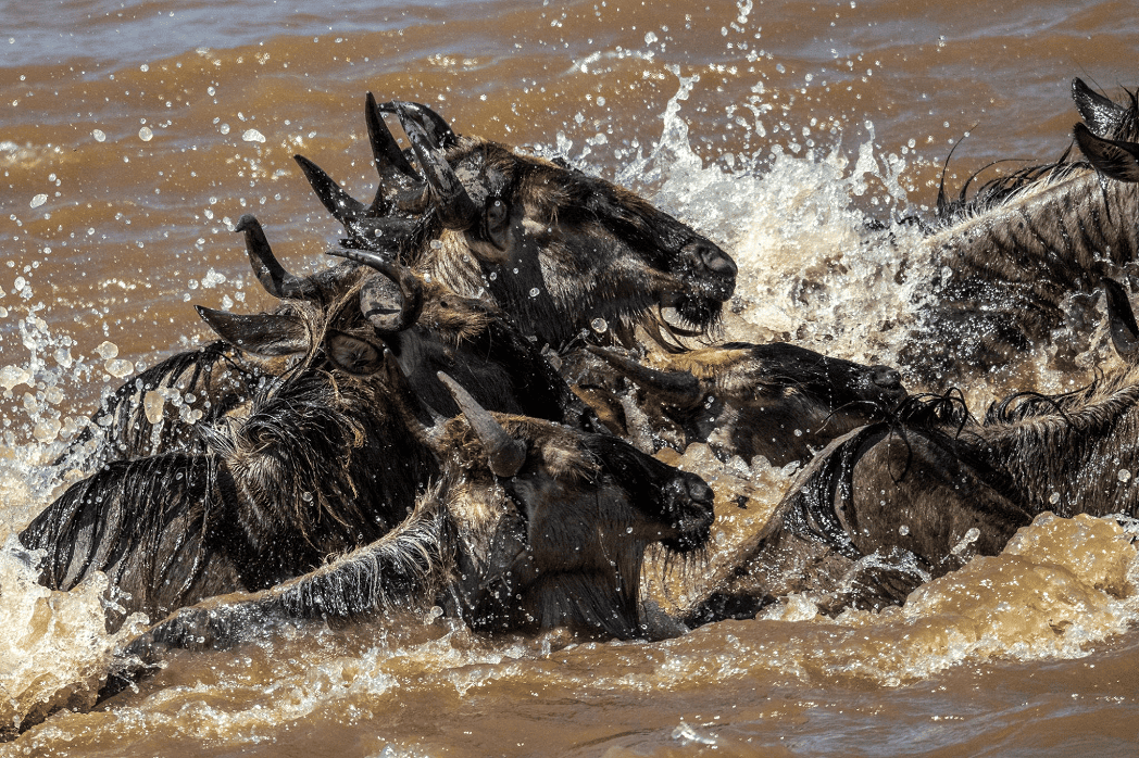 Serengeti National Park African safari deals