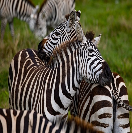 Best Buy Safaris- Tanzania Safari Serengeti Migration| Mount Kilimanjaro Climbing |Zanzibar Tour Operator and day trips tour.