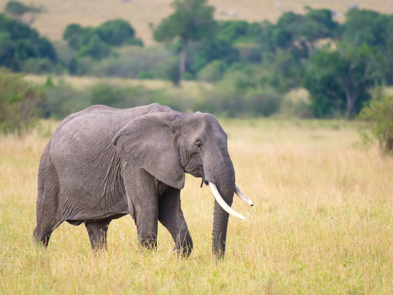 Tarangire National Park African safari deals