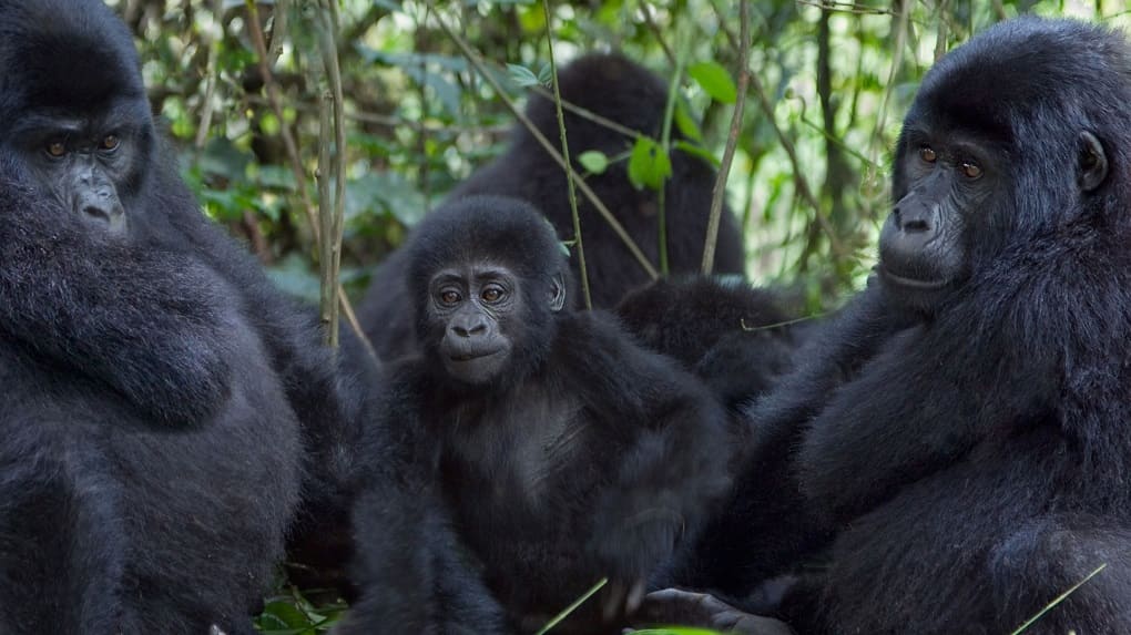 Affordable Tanzania safari with Best Buy Safaris