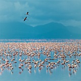 Lake Manyara national park day trip safari tours in Tanzania