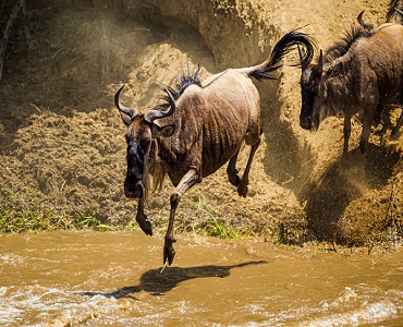 Safari tours to Arusha National Park in Tanzania with BEST BUY SAFARIS