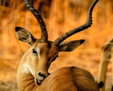 3 days Tanzania safari to Lake Eyasi, Tarangire & Ngorongoro