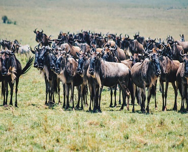 Serengeti Migration safari tours 4 days